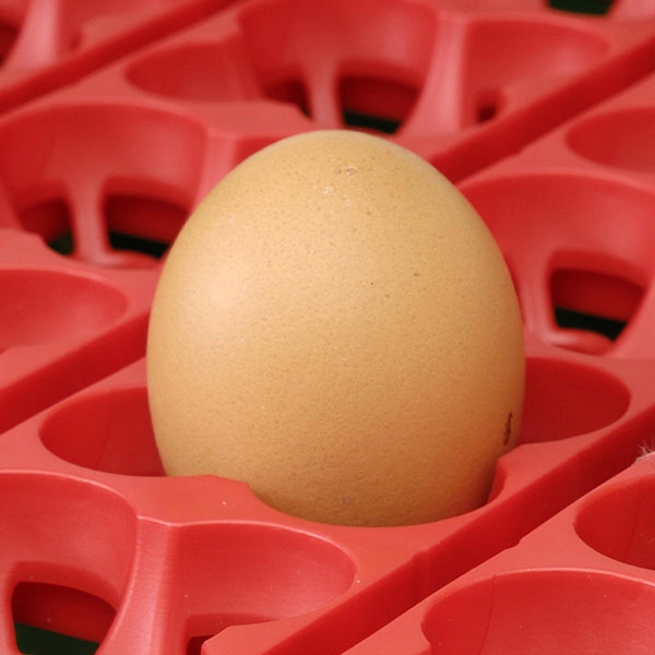 Incubadora Ovokatis 50 Humidade Automática